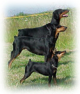 German Pinscher