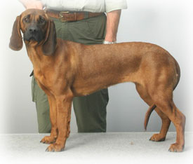 schweisshund