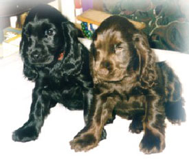 Spaniel Puppies