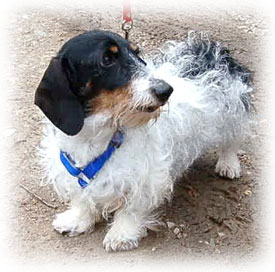Wire-Haired Dachshund
